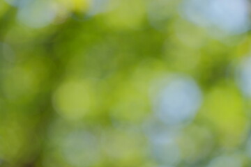 Soft bokeh background featuring vibrant green and blue hues, creating a dreamy atmosphere ideal for...