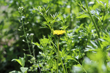yellow flowers in the garden