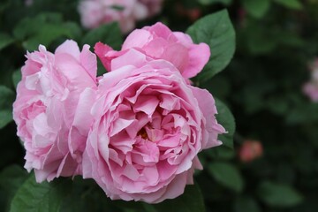 Close up of pink fairy roses in the garden, scenic view of beautiful rose flowers