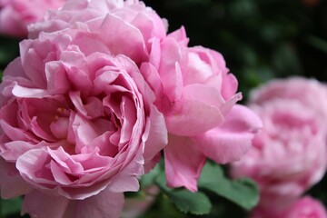 Close up of pink fairy roses in the garden, scenic view of beautiful rose flowers
