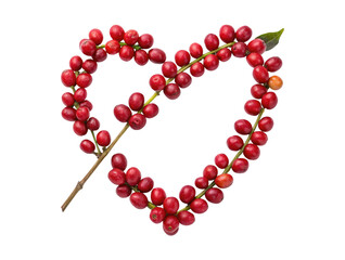 A heart shape made from raw red coffee beans branches isolated on a transparent background png