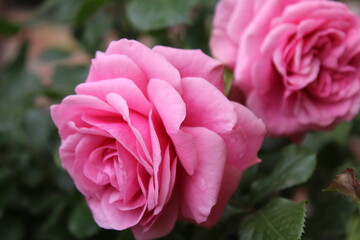 Close up of pink fairy roses in the garden, scenic view of beautiful rose flowers