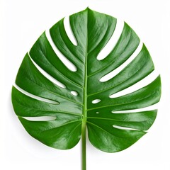 Monstera Leaf Isolated on White