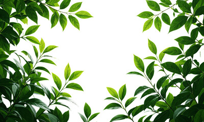 Green Leaves, Isolated Transparent Background, Tropical Design Element