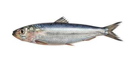 Obraz premium Silver Sardine Fish Isolated on Transparent Background