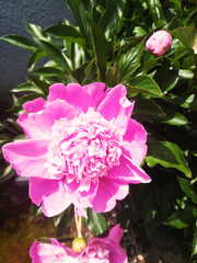 pink peony flower