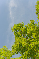 looking up at delicate foliage on a spring sky