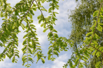 branches of the dawn redwood (Metasequoia glyptostroboides) with tender new growth on a powdery blue sky smeared with clouds