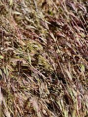 A closeup image on cheat grass or wild grass in an open field