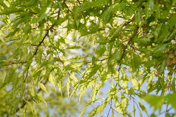 green leaves background