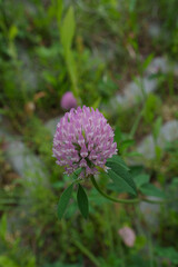 purple thistle flower
