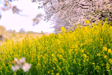 Obraz premium 長良川と桜