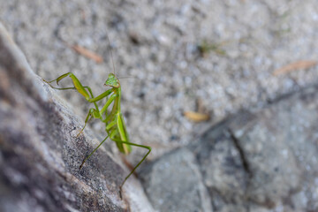 カマキリ