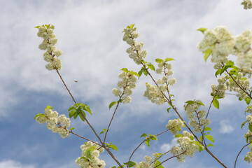 spring branches with blossoms on a diffused cloudy sky in spring (perhaps Prunus)
