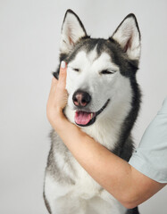 A Siberian husky is gently held by a person's hand, showcasing its expressive eyes. The minimal background keeps the focus on the dog face.