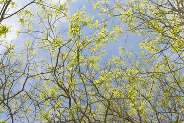 green leaves against blue sky