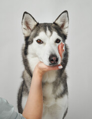 Obraz premium A husky face is gently held as its paw is raised, showing trust and connection. The light background complements the warm tones of the scene.