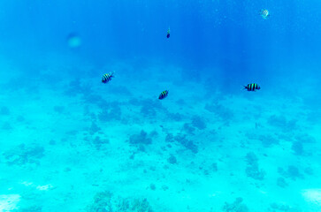 School of fish navigates clear blue waters, casting ethereal shadows on ocean floor. Sunlight illuminates aquatic scene, accentuating vibrant marine environment