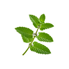 Fresh green mint sprig with delicate white flowers tea on transparent background