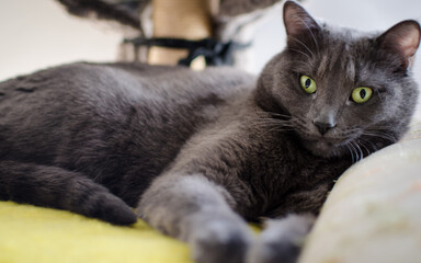 Domestic Cat with Green Eyes Resting on Sofa