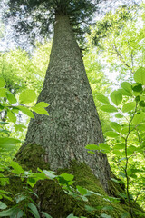 Fototapeta premium Looking Up a Majestic Fir Tree Trunk in Spring Forest