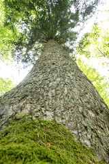 Fototapeta premium Upward Angle of Fir Tree Trunk in May Woodland