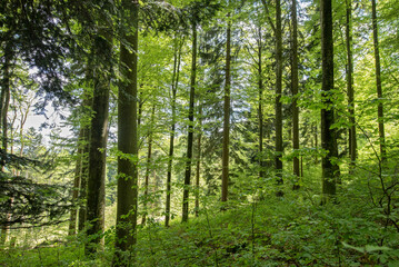 Fototapeta premium Fresh Green Woodland with Beech and Fir in Spring Light