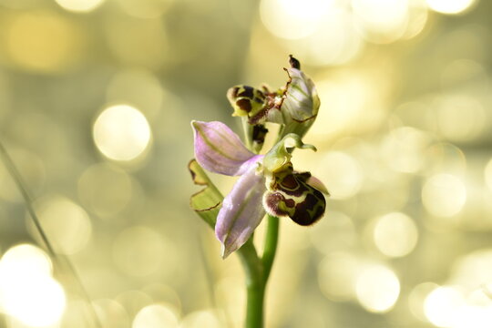 wild orchids