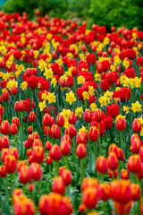 Bright flower meadow. Tulips and other flowers.