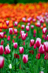 Bright flower meadow. Tulips and other flowers.