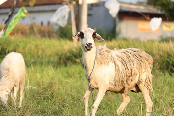 sheep and lambs