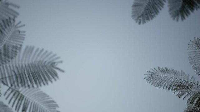 fern leaves against blue sky