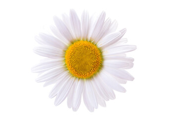 Daisy isolated on white background