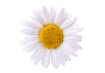 Daisy isolated on white background