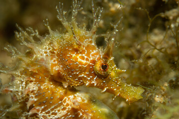 langschnäuziges Seepferdchen, Unterwasserfoto, Costa Brava, Spanien, Mittelmeer, Hippocampus guttulatus