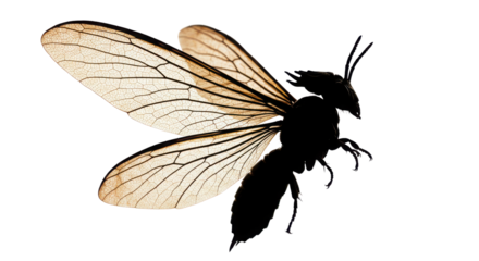 Flying bee silhouette with translucent wings isolated on white background