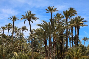 Obraz premium Alicante, Spain - El Palmeral public park