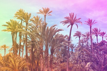 Palm tree background - summer vibes vintage color tone photo