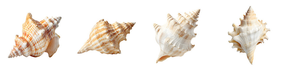 Fototapeta premium Natural seashells displayed in various angles showcasing intricate textures and warm coastal colors, ideal for beach-themed design projects and ocean-inspired decor