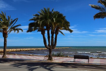 Five trunk palm tree in Santa Pola, Spain