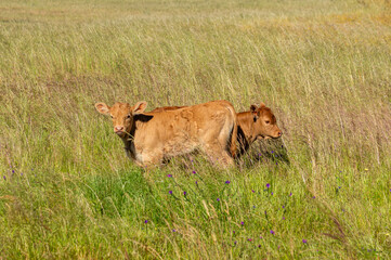Duo of Innocence: Newborn Calves in a Sea of Green.