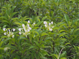 Do-re-me plant or Oxblood Ginger blooms in the garden. Rotheca incisa (Klotzsch) Steane Mabb. White flowers grow at the ends of branches, with 5 lobes at the tips. The petals spread out and curl down
