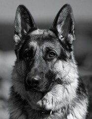 beautiful detailed close up image of a German  dog looking at camera