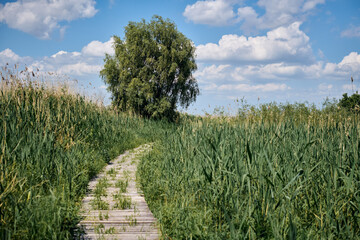 Obraz premium Narrow wooden boardwalk winding through tall, lush green grass in serene natural wetland area under daylight, blending harmoniously with tranquil landscape and inviting peaceful journey through nature