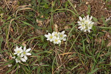 Ornithogalum bright white flowers blooming on grass perennial plant