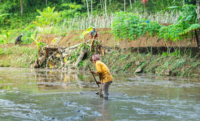 Elderly Farmer Plowing Rice Field at Sunrise

