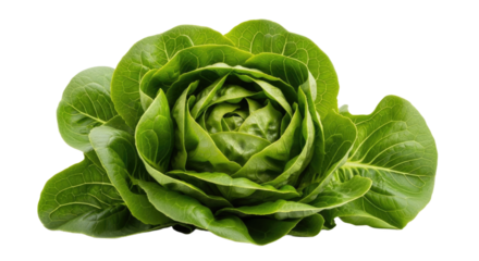 Whole head of fresh green butter lettuce, a tender and crisp salad vegetable, isolated on a clean white background. Perfect for healthy eating and recipe visuals.