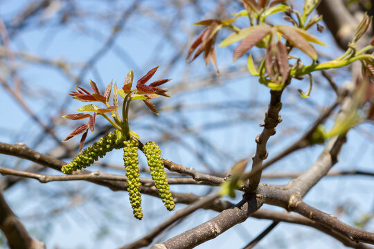 Walnut flowering on tree branches