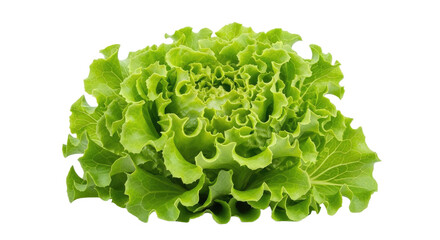 Close-up of vibrant green butter lettuce leaves, a fresh and tender salad ingredient, isolated on a...