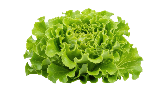 Close-up of vibrant green butter lettuce leaves, a fresh and tender salad ingredient, isolated on a pristine white background. Ideal for food blogs and markets.